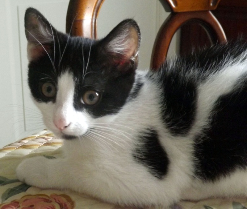 MYKO chaton de 3 mois à adopter sur la Sarthe 72 Myko_111