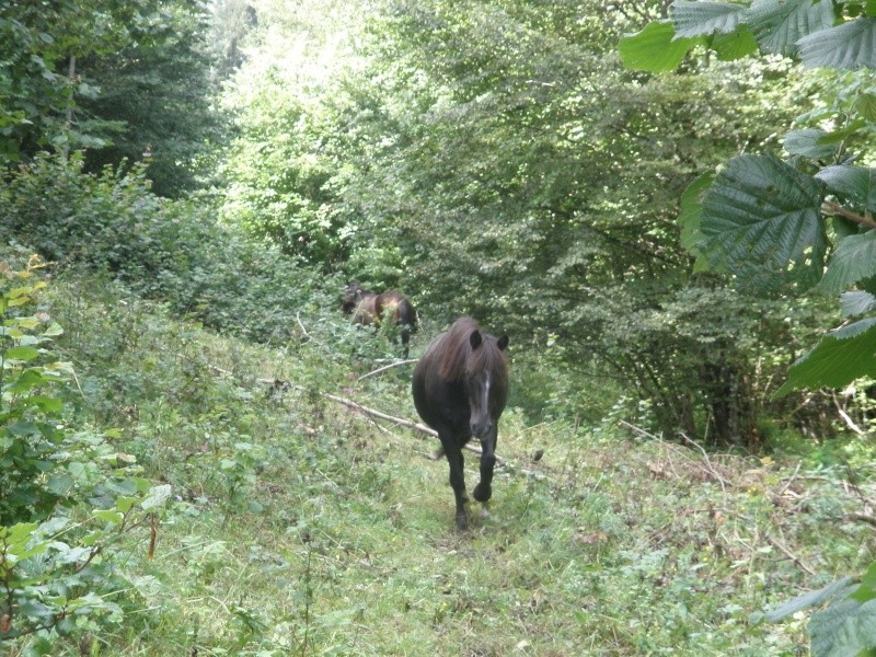 HAVANE - OI poney  née en 1995 - adoptée en mars 2014 par dona carlota P8050210