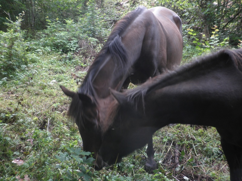 HAVANE - OI poney  née en 1995 - adoptée en mars 2014 par dona carlota P8050211