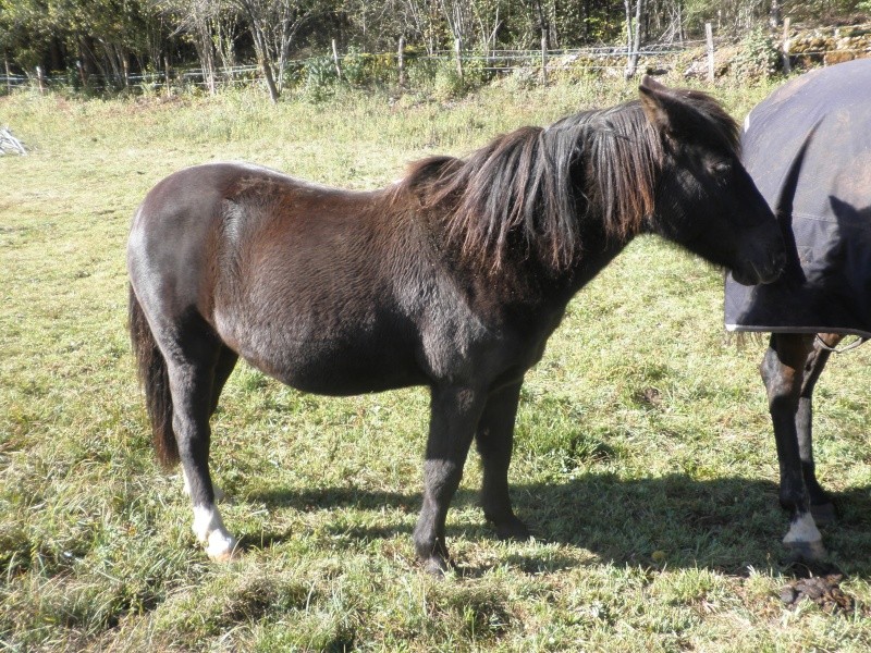 HAVANE - OI poney  née en 1995 - adoptée en mars 2014 par dona carlota Pa230012