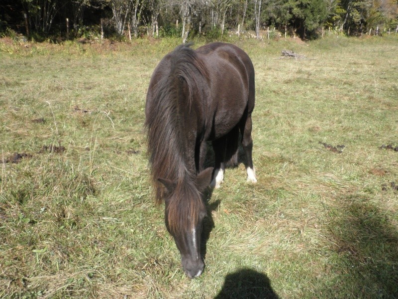 HAVANE - OI poney  née en 1995 - adoptée en mars 2014 par dona carlota Pa230014