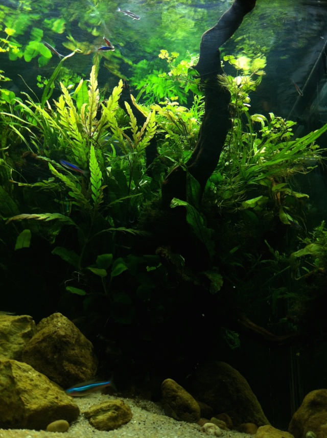 Présentation de mes aquariums Fa214