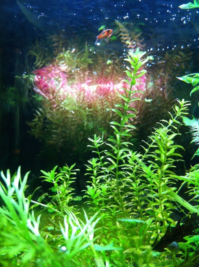 Présentation de mes aquariums Fa910