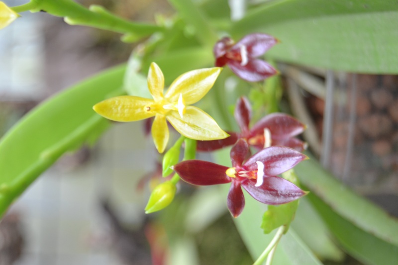 Phalaenopsis cornu-cervi  Dsc_0615