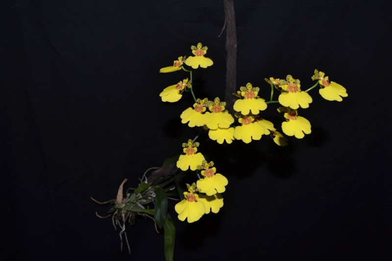 Gomesa varicosa (Oncidium varicosum) Dsc_0629