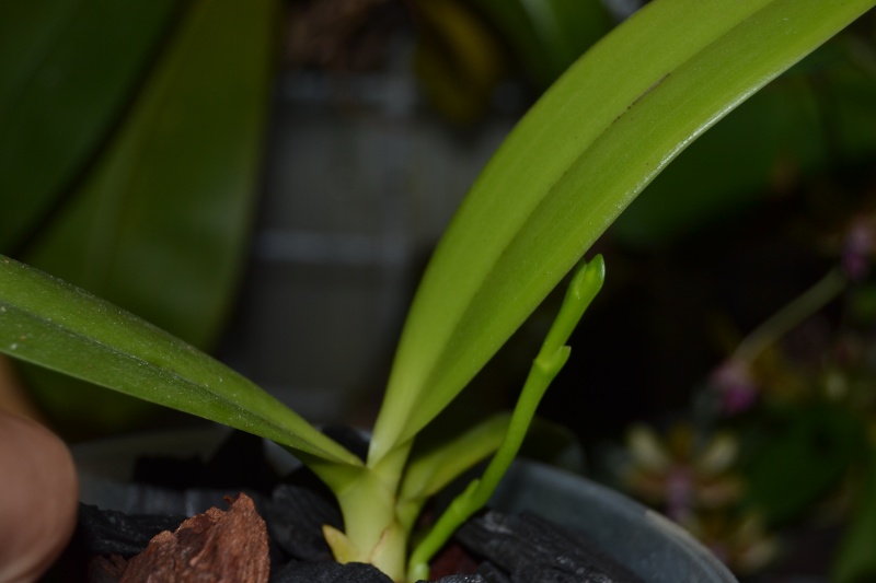 Phalaenopsis pantherina 'Chiba' CBM/AJOS Dsc_0815
