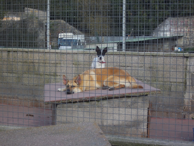 Ilo, mâle X fox, septembre 2013, refuge du Mordant Pict1413
