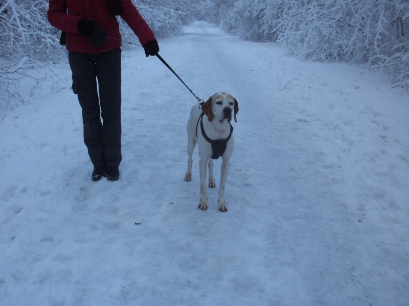 Bonnie, femelle pointer anglais, 2006, Refuge du Mordant - Page 4 Pict1524