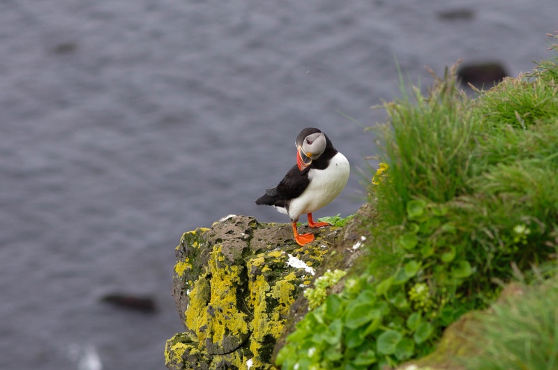 L'Islande en juin-juillet 2014 Islan125