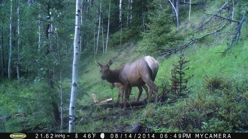 Couple more elk Pict0018