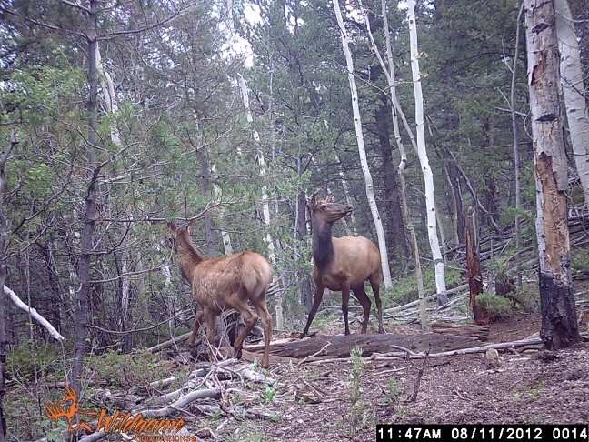 Couple more elk Wgi_0012