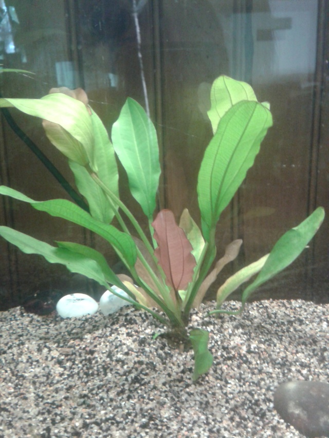 Mes plantes d'aquarium 20140711