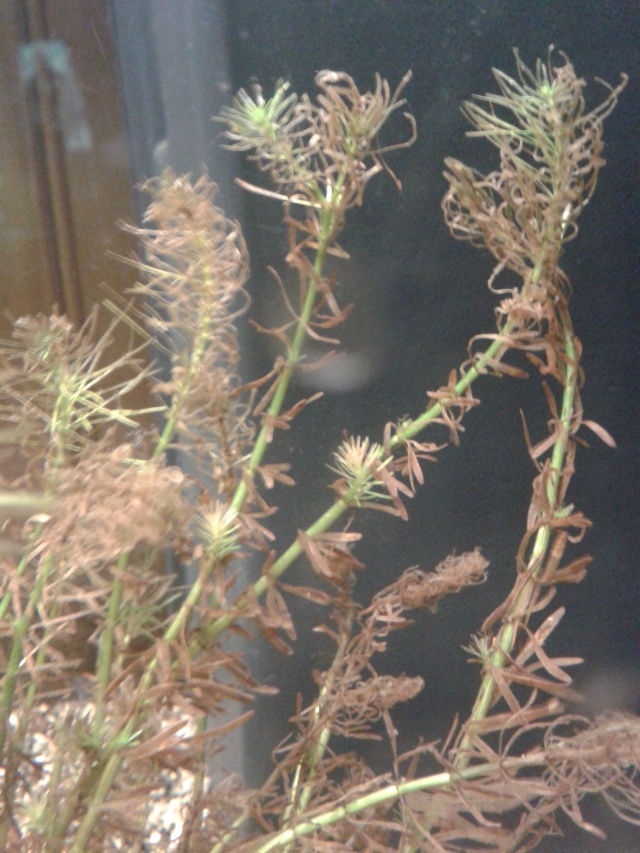 Mes plantes d'aquarium 20140717