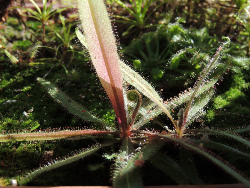 Drosera adelae Dscn1517