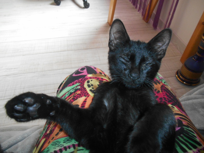 HOTCHNER 22/10/15 PERDU Dscn1610