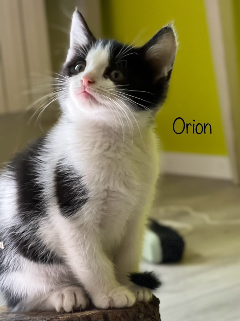 ORION (ISIDORE ALBUS en accueil en vue d'adoption - ASLAN - ROXETTE - OSCAR - ALSO et ISHA adoptés) Img_9218