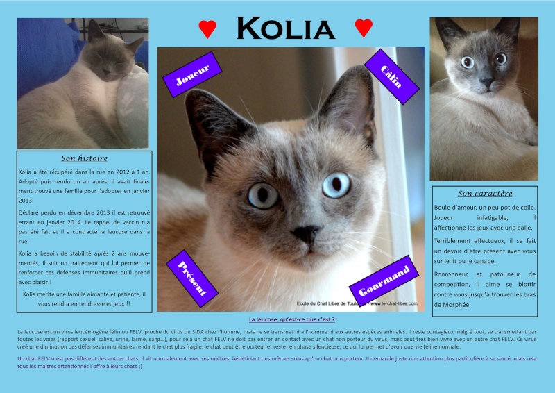 KOLIA Felv+ Kolia10