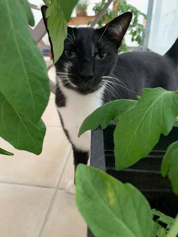 Heraclite Chat Du Mois Heraclite Chat Du Mois