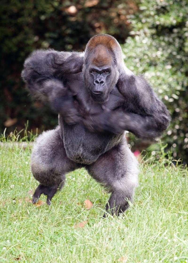 Tutorial Silverback Gorilla