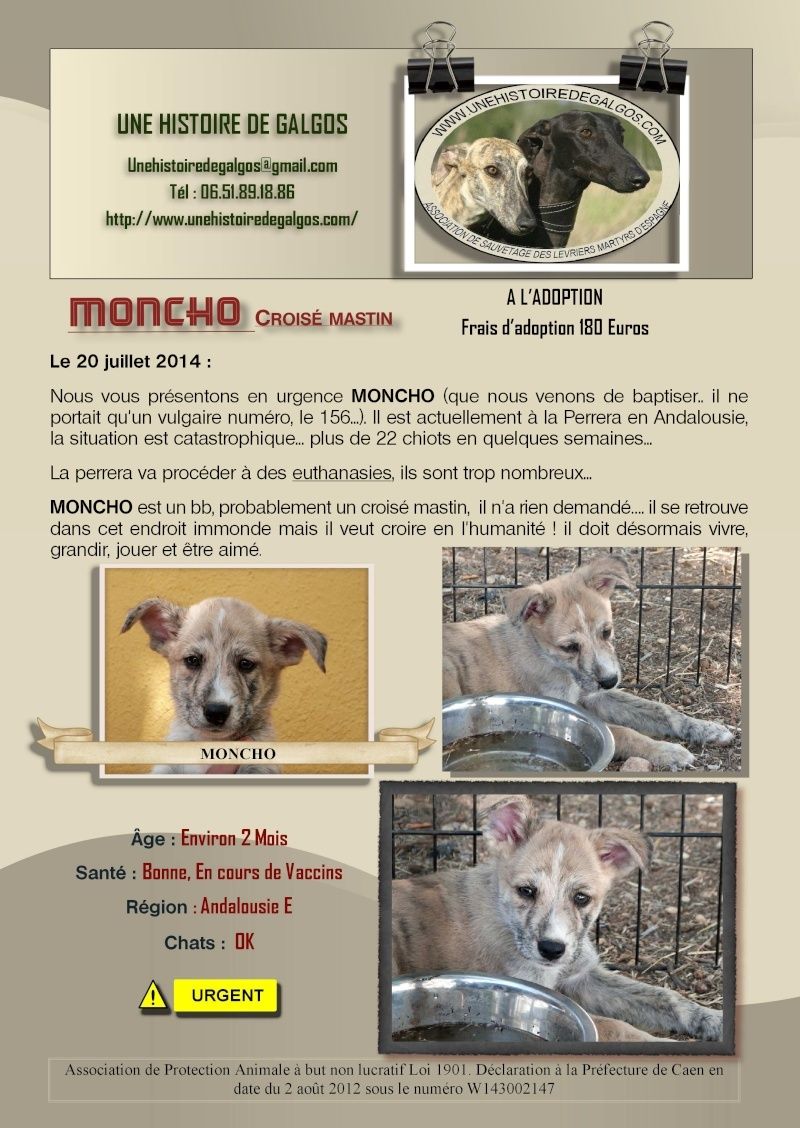 Urgence avant eutha - MONCHO -  x mastin 2 mois - Asso Une Histoire de Galgos - perrera  (Espagne) Moncho11