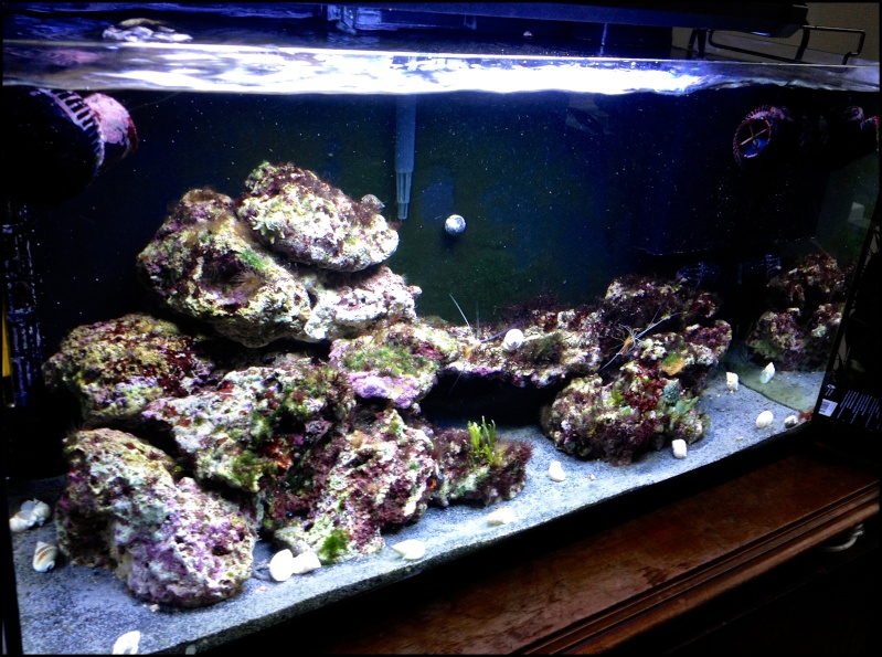 OverTone's Nano Reef - 110L - Page 4 Img_3316