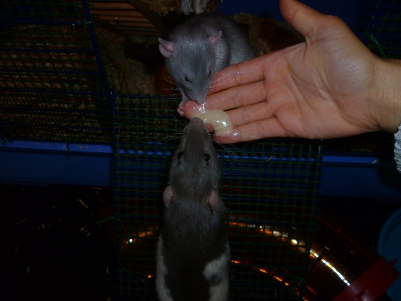 Le rat qui ne mange que dans ta main P1090817