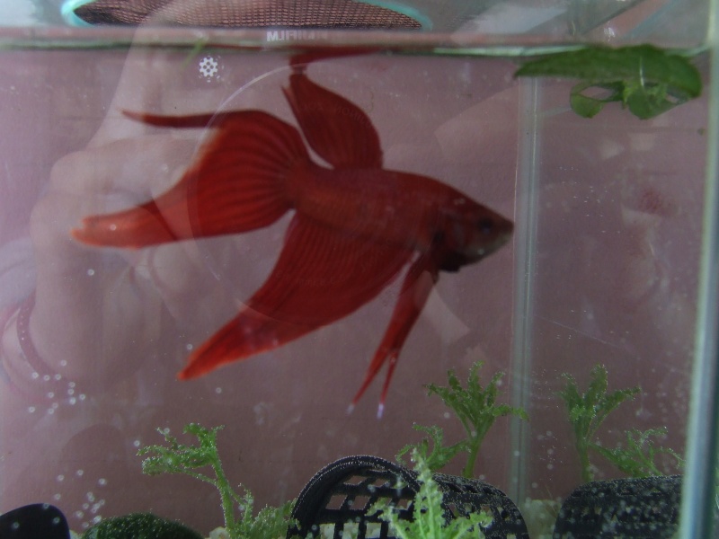 Mes 3 bébés et leurs aquariums! Dscf5210