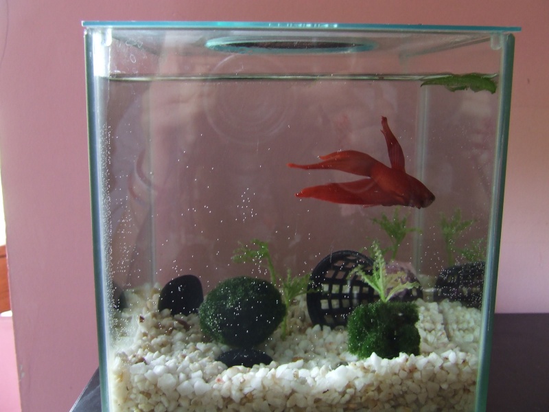 Mes 3 bébés et leurs aquariums!  Dscf5212