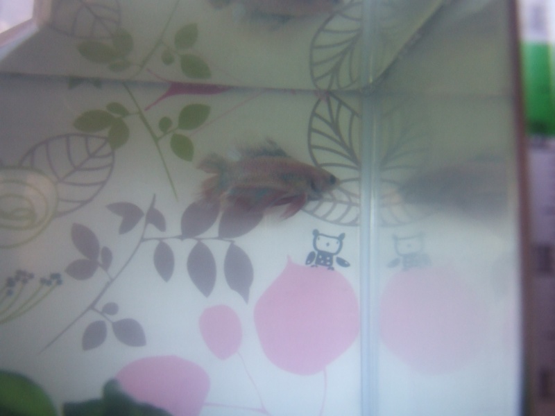 Mes 3 bébés et leurs aquariums! Dscf5213