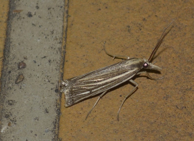 Crambidae? [Catoptria verellus, Agriphila tentaculella] Dsc17610