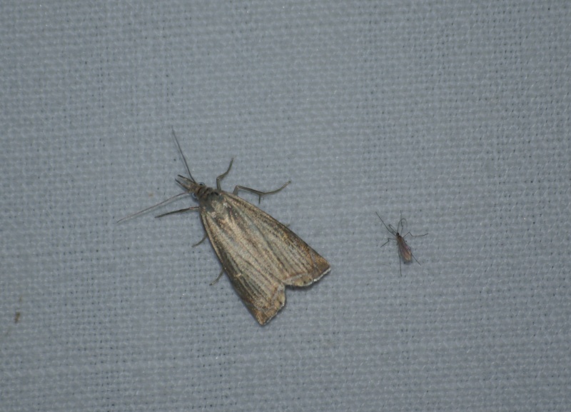 2nd Papillon mystère : Chrysoteuchia culmella Imgp3212