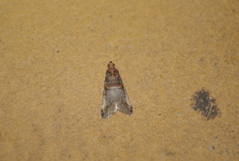 Sautron le 15/08 [Cydia splendana, Tyta luctuosa, Diasemia reticularis, Acrobasis advenella, Agriphila straminella Imgp4916