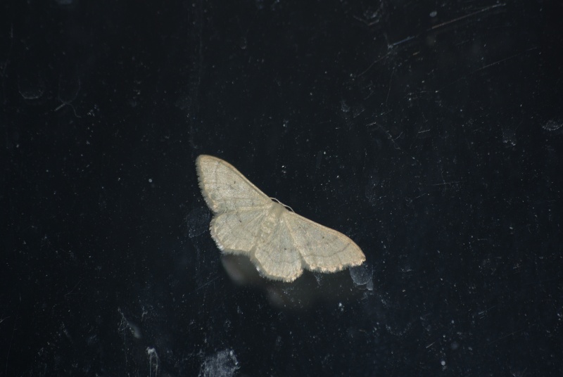 Idaea - Idaea straminata ? Imgp5111