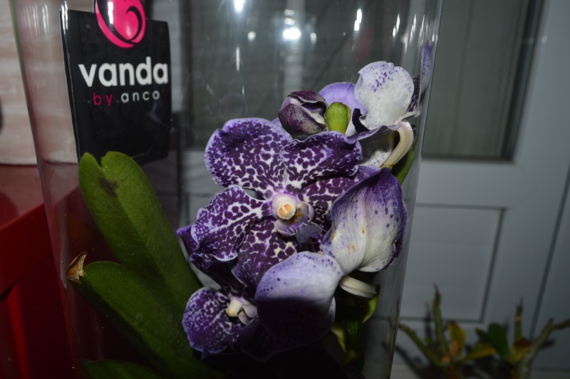 Vanda cadeau de Noël Dsc_0016