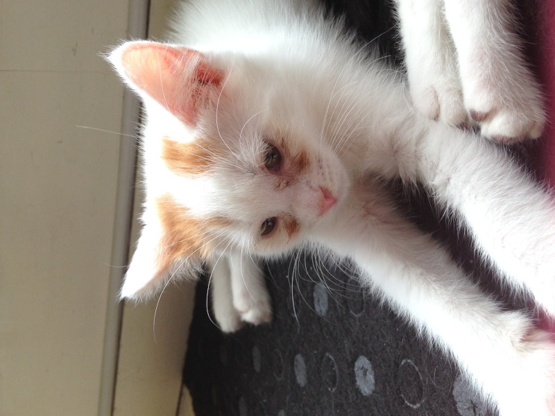 ZEBULON, chaton blanc tacheté roux, né avril 2014 Img_0211