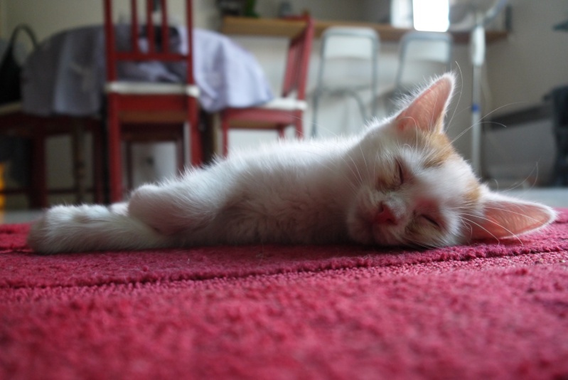 ZEBULON, chaton blanc tacheté roux, né avril 2014 P1020510