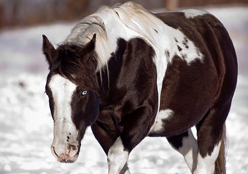 Paint Horse ♀ Icy Breeze 1eleme10