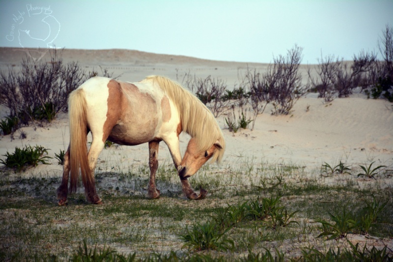 Chevaux Assateague Tumblr10