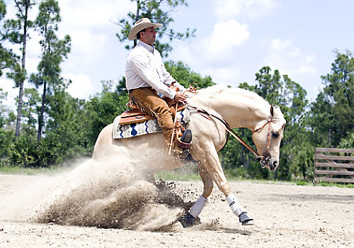 Quarter Horse ♀ Lemon Ice Tumblr41