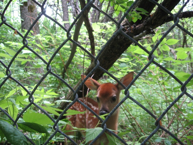 Surprise in the Backyard! Img_0021