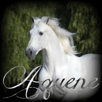 Horse Breeding Behavior  4jcqfm10