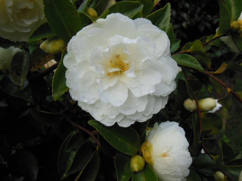 Les camellias saison 2014 2015 - Page 2 Dscn1111