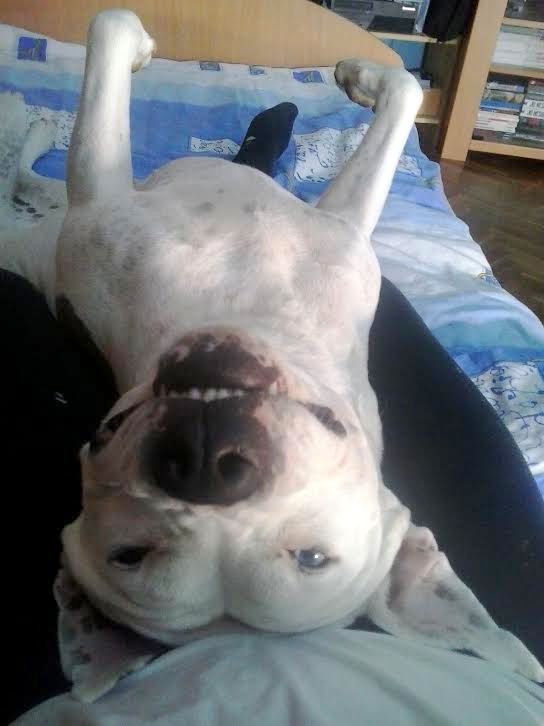 upside down dog - Your Up Side Down Dog Photos - Page 4 Dj10