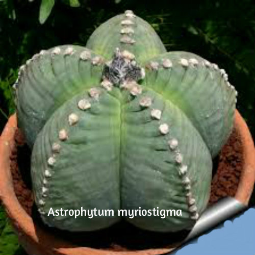 Biskupska kapa--Astrophytum myriostigma 112