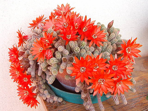  Kikiriki kaktus--Chamaecereus silvestri 119