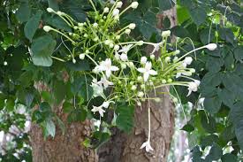 Millingtonia hortensis ---Tree Jasmine, Cork Tree 211