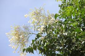 Millingtonia hortensis ---Tree Jasmine, Cork Tree 311