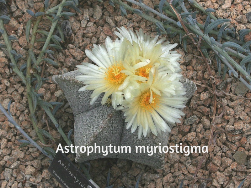 Biskupska kapa--Astrophytum myriostigma 410