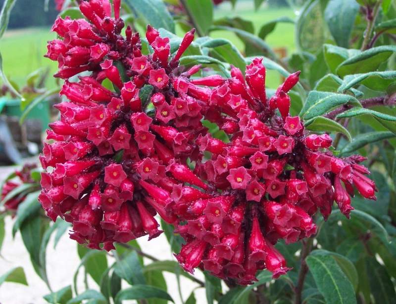 Cestrum Elegans C210