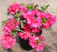 Azaleja--Azalea Z210